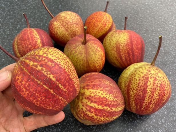 Sieben Früchte (Entenbirnen) liegen auf dem Tisch, eine Frucht wird von einer Hand gehalten.