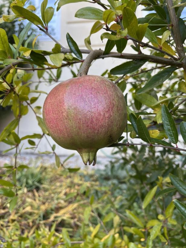 Granatapfel hängt am Baum.