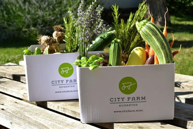 Stadtfarm-Boxen auf einem Holztisch, gefüllt mit frischem Gemüse und Kräutern.