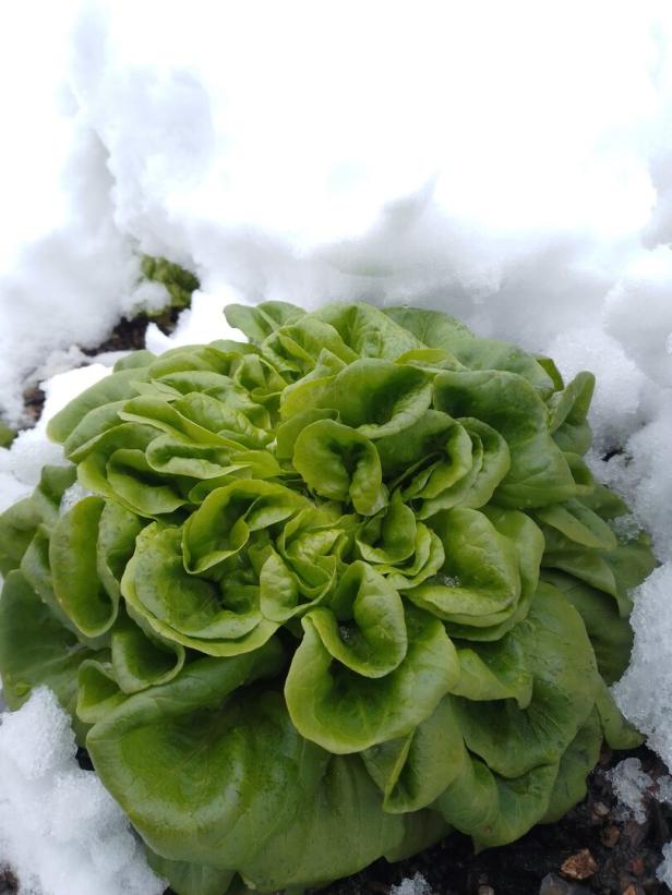 Grüner Feldsalat im Schnee.