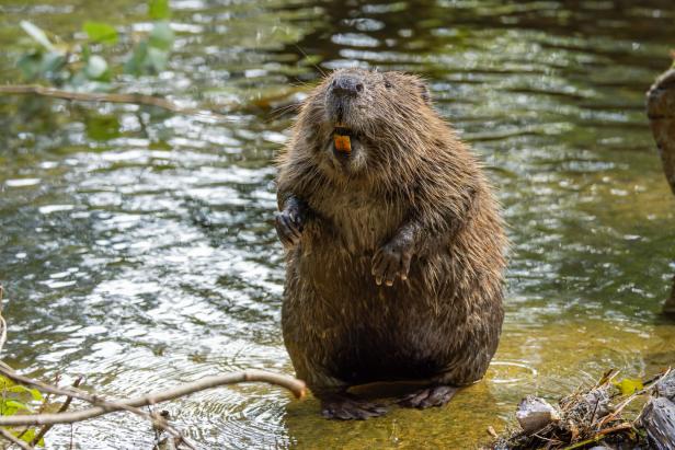 Ein Biber steht in flachem Wasser.