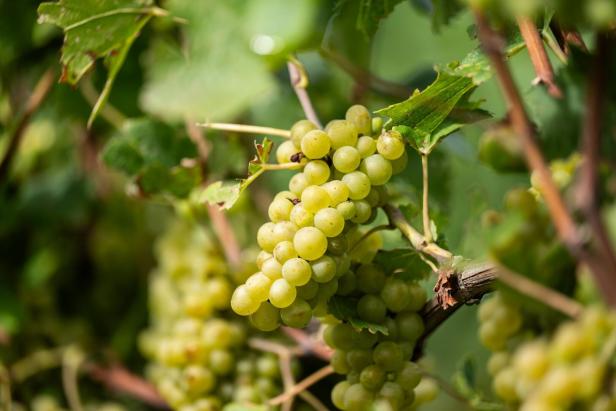 Foto-Termin Weinlese und Weinmischgetränke Foto-Termin Weinlese und Weinmischgetränke