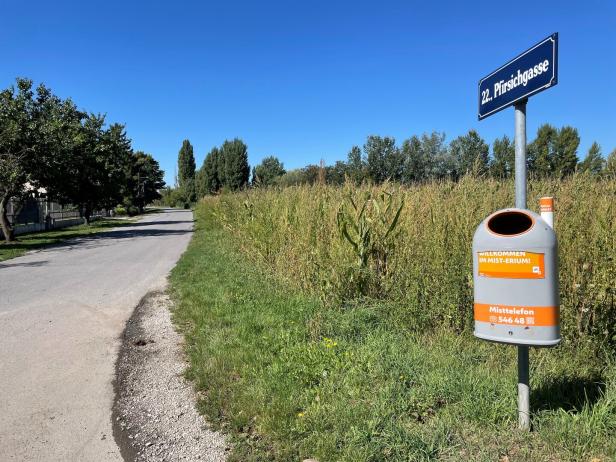 Straßenschild mit der Aufschrift „Pfirsichgasse“ neben einem Mülleimer an einer ruhigen, von Bäumen gesäumten Straße.