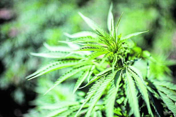 Morocco legalizes cannabis cultivation for medicinal and industrial use