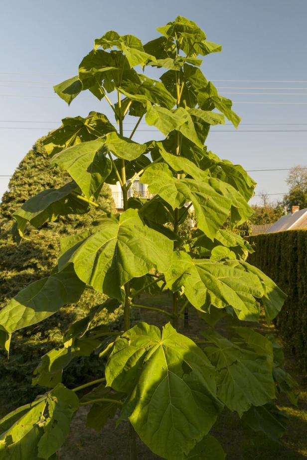Ein lebendiger Blauglockenbaum, der seine großen, grünen Blätter im Sonnenlicht zeigt. Ideal für Naturliebhaber und Landschaftsfotografie.
