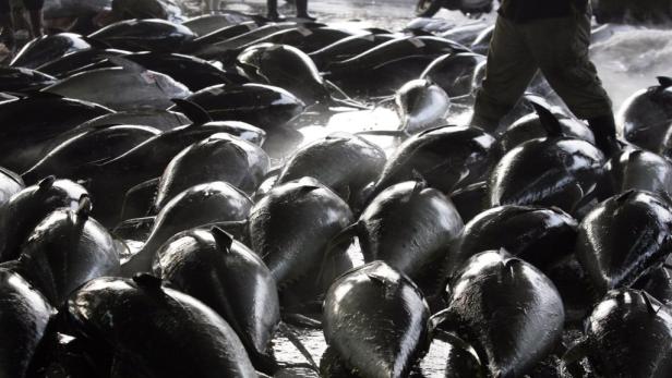 Schlechtes Zeugnis für Dosen-Thunfisch
