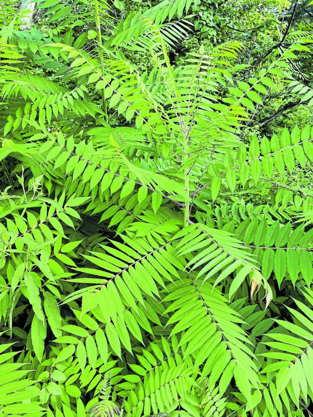 Ein Götterbaum (Ailanthus altissima) mit seinen gefiederten Blättern.