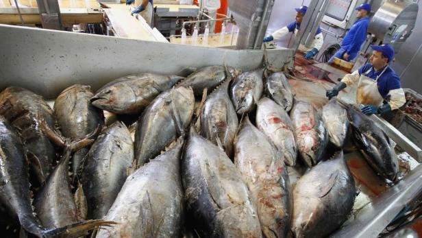 Schlechtes Zeugnis für Dosen-Thunfisch