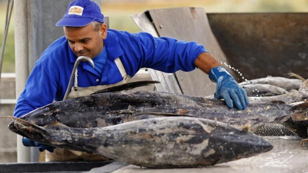 Schlechtes Zeugnis für Dosen-Thunfisch