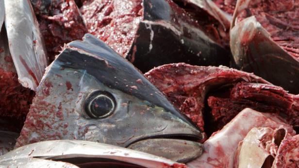 Schlechtes Zeugnis für Dosen-Thunfisch