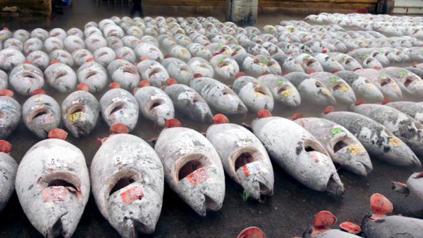 Schlechtes Zeugnis für Dosen-Thunfisch