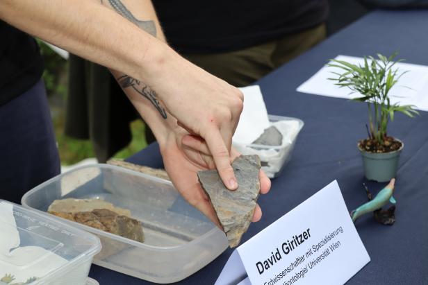 Fossilien aus der Neunkirchner Sammlung