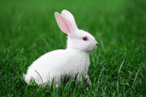 White Rabbit - XLarge