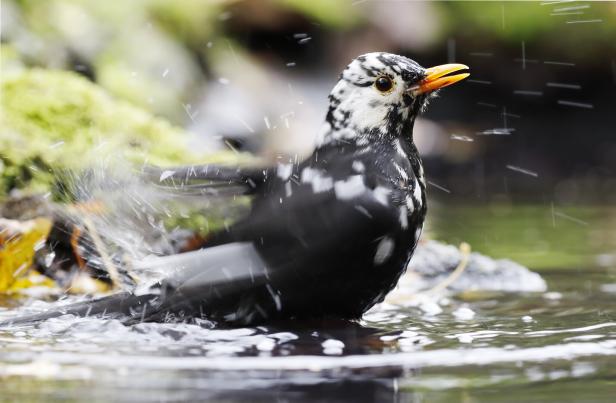 Blackbird (Turdus merula) Male with Leucism bathing