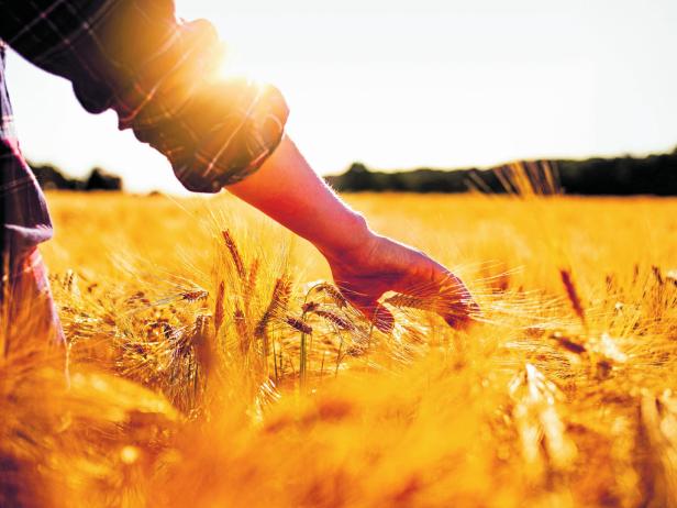 Man touching golden heads of wheat while walking through field