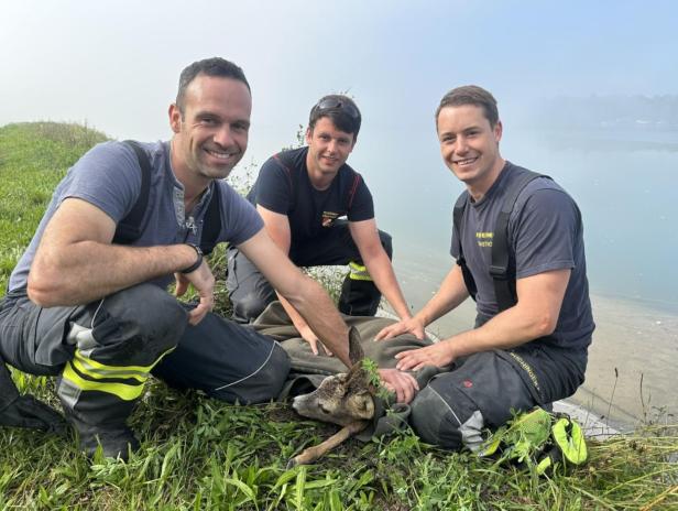Tierrettung Ernsthofen