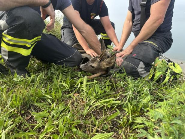 Tierrettung Ernsthofen