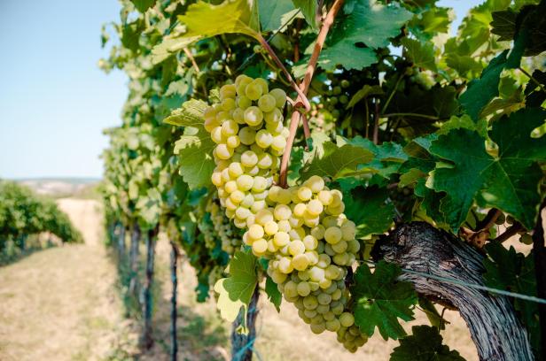 Reife Weintrauben hängen an einem Weinstock im Weinviertel.