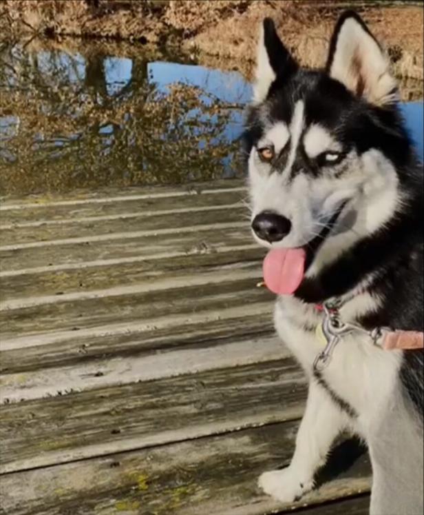 Husky Hündin Luna