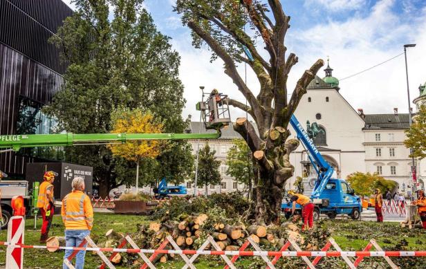 Blutbuche in Innsbruck gefällt