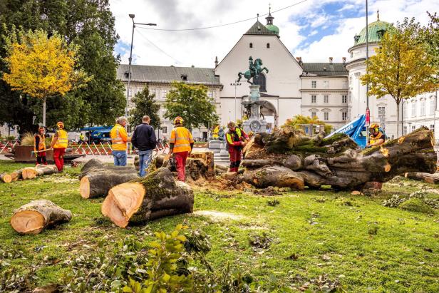 Blutbuche in Innsbruck gefällt