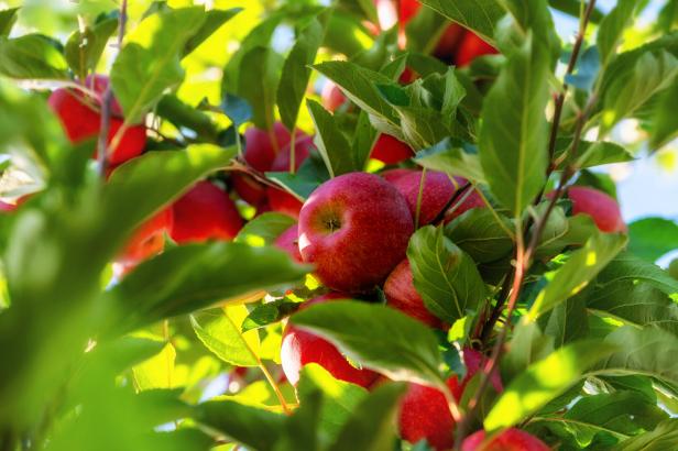 Harvest ripe crisp fresh red apples on a tree in your own garden Harvest ripe crisp fresh red apples on a tree in your own garden