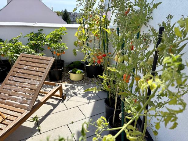 Ein Holzliegestuhl steht auf einer sonnigen Terrasse, umgeben von Tomaten- und Paprikapflanzen in Töpfen.