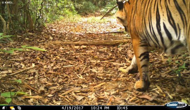 Ein Tiger in Myanmar spaziert an der Wildtierkamera vorbei. 