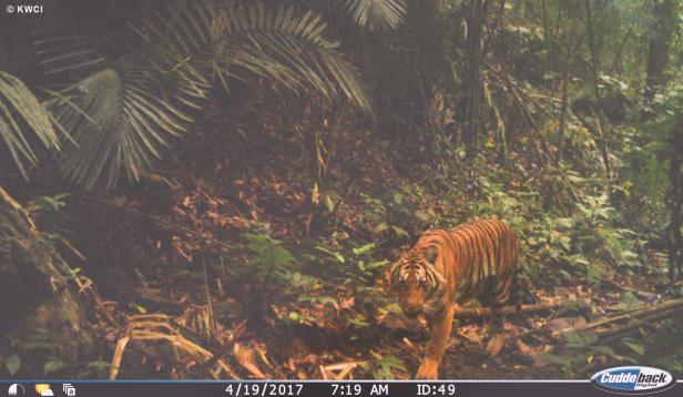 Tiger marschiert auf die Wildtierkamera zu. 