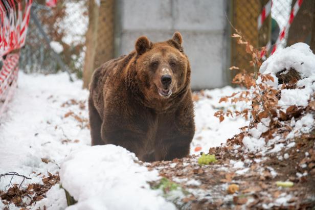 Bär Mark steht in dem verschneiten Bärengehege im Waldviertel.