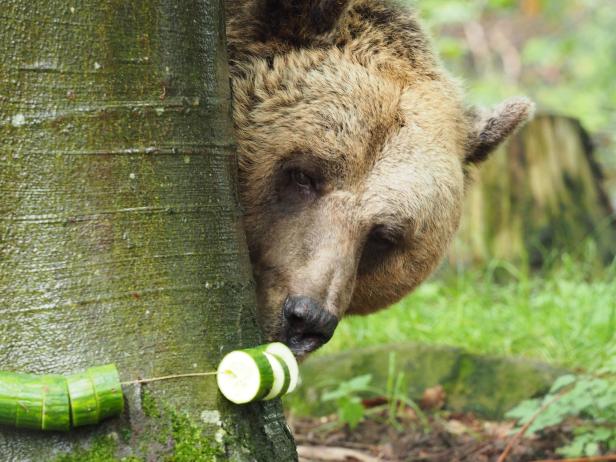 Eine Nahaufnahme von Bär Marks Kopf, der hinter einem Baumstamm hervorlugt, um an einer Schnur aufgefädelte Gurkenstücke herunterzubeißen.