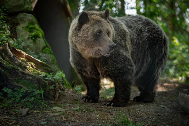 Bär Mark steht umgeben von grünen Bäumen auf dem Waldboden in Arbesbach.
