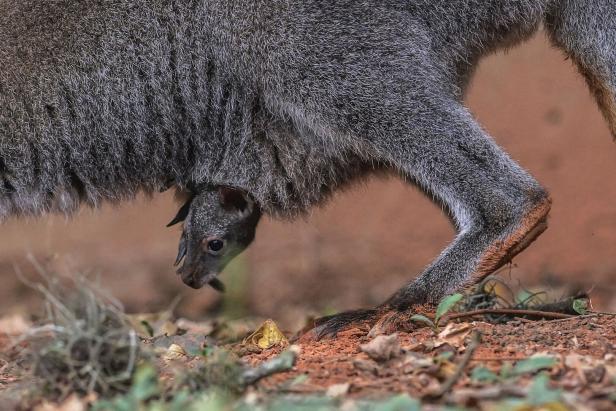 Ein Wallaby-Baby