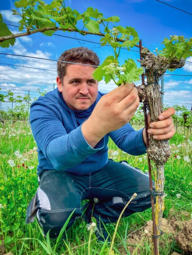 Simon Müllner bei der Arbeit zwischen den Weinreben.