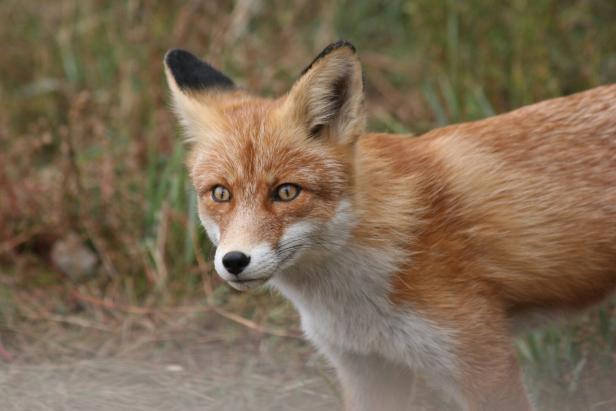 Ein Rotfuchs mit aufmerksamem Blick steht im Gras.