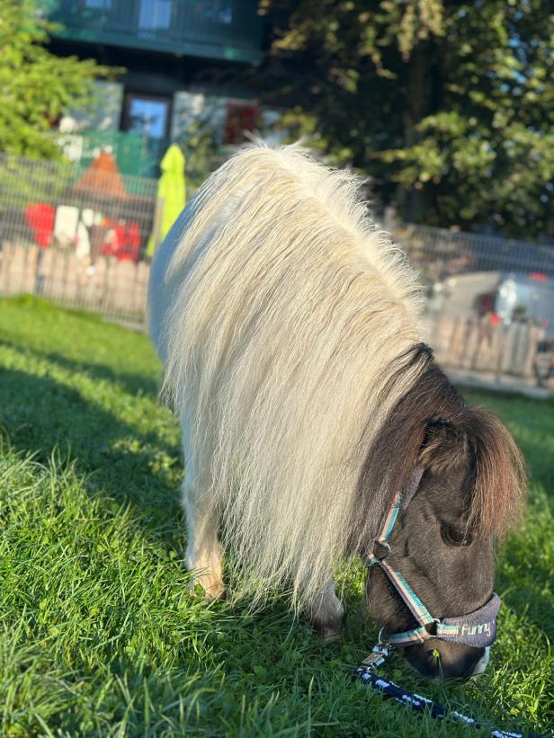 Ein Pony mit weißer Mähne und dunklem Fell grast auf einer Wiese.