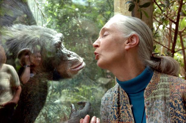 FILES-US-BRITAIN-ENVIRONMENT-BIOLOGY-ANIMALS-GOODALL