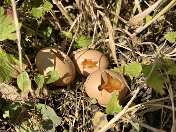 Vergiftete Eier im Feld