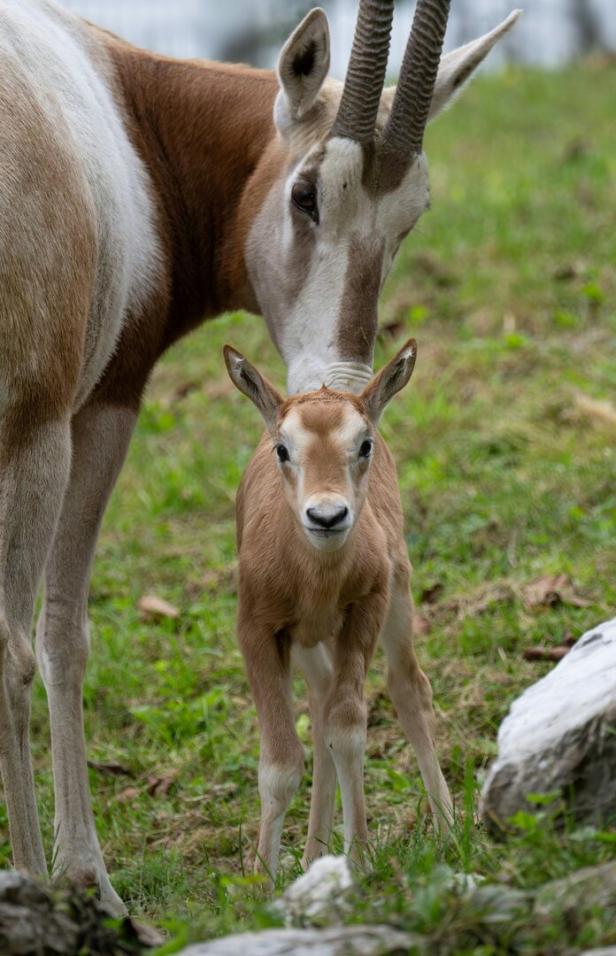 Eine Oryx-Antilope mit langen Hörnern steht beschützend hinter ihrem Jungtier auf einer grünen Wiese.