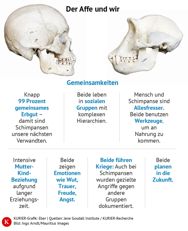 Der Affe und wir: Ein Vergleich