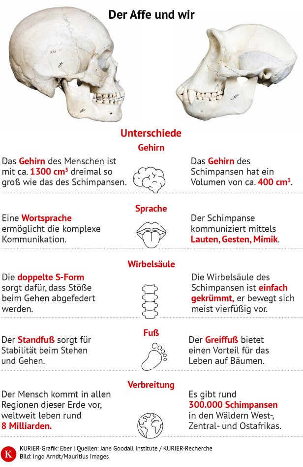 Der Affe und wir: Ein Vergleich