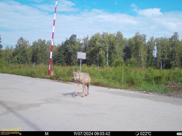 Ein Wolf kreuzt Tagsüber eine asphaltierte, von Wald umgebene Straße bei Allentsteig.