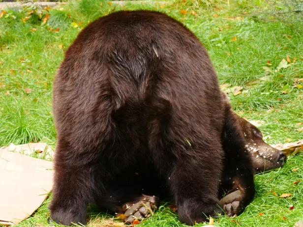 Bär Erich streckt seinen Hinter der Kamera entgegen.