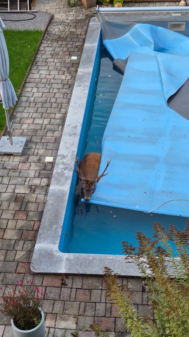 Hirsch stürzte in Swimming Pool