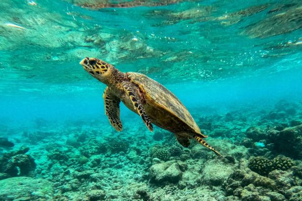 FILES-MALDIVES-CLIMATE-ENVIRONMENT-OCEANS-COP30