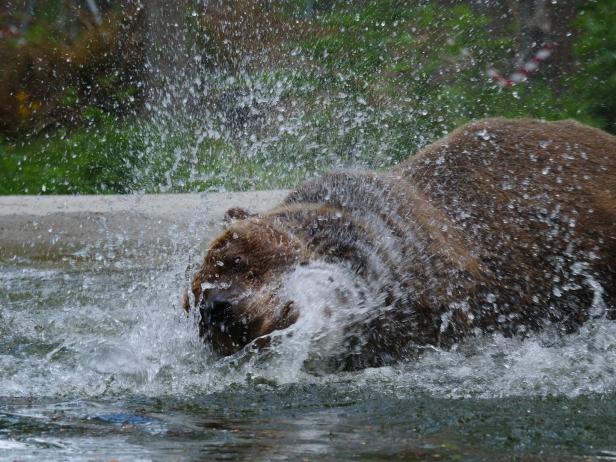 Bär Felix steht im Wasser und schüttelt sich. 