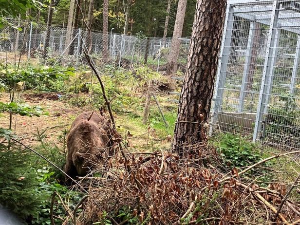 Bär Felix gräbt sich ein Loch bei einem Baum.