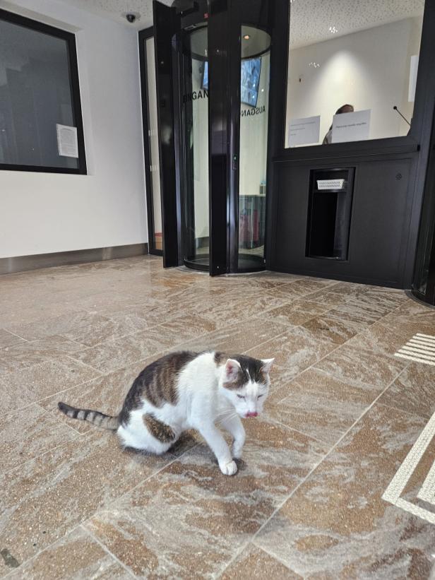 Katze vor Benko-Prozess in Innsbruck