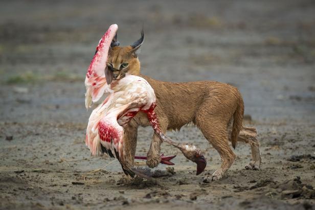 Dennis Stogsdill mit "Katze unter Flamingos", Kategorie: "Behaviour Mammals"
