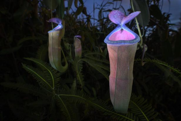 "Deadly Allure" von Chien Lee. Kategorie: Plants and Fungi"